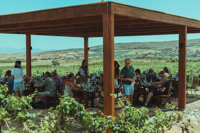 Dégustation de vin privée en Crète dans les vignobles